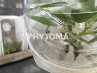 Xylella fastidiosa